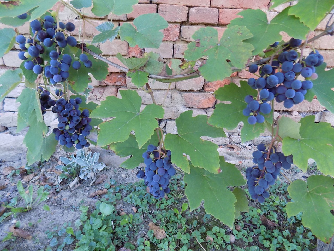 Prekrasne scene u prirodi: Kasno ljeto u gornjem Međimurju