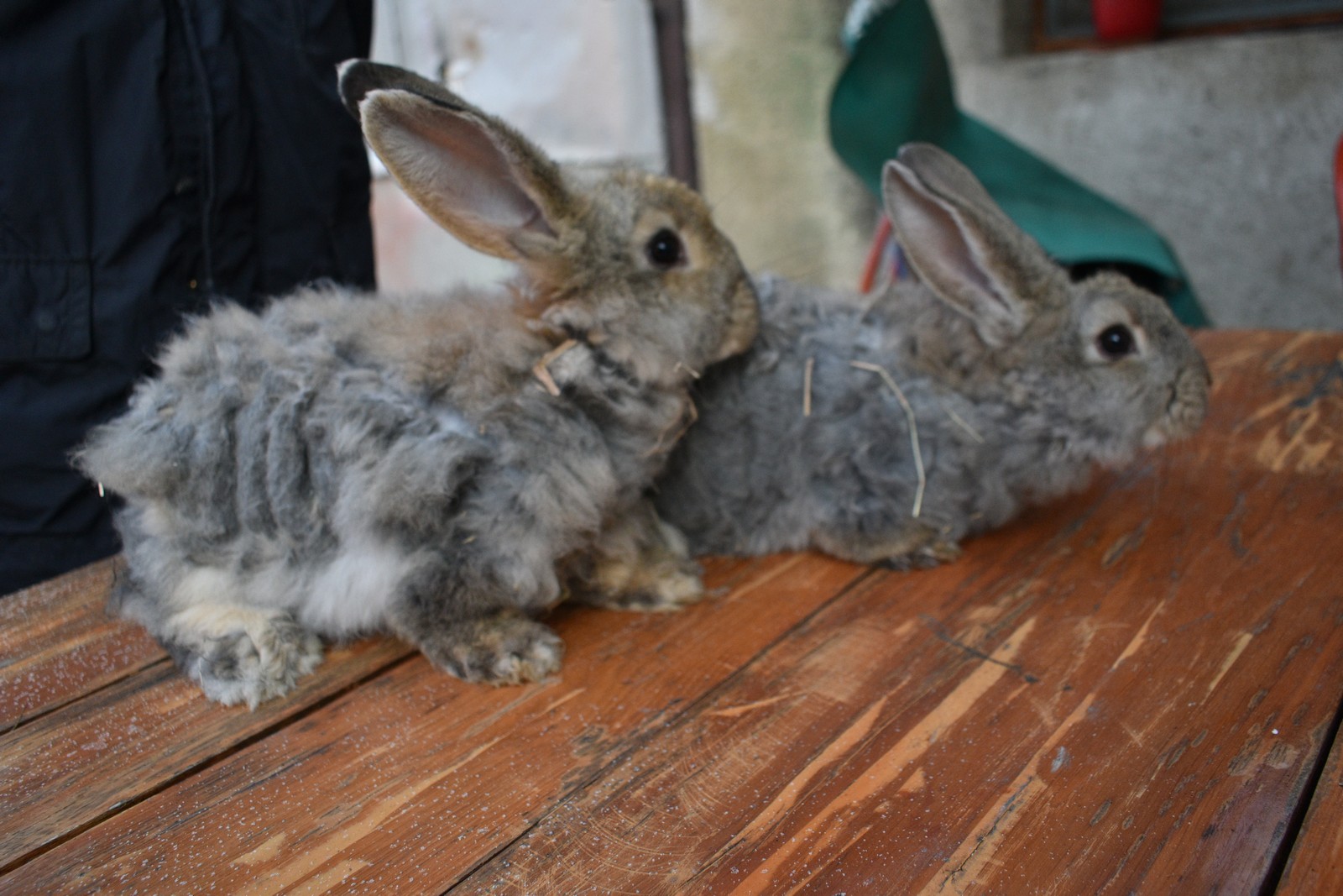 Denis Dobša kuniće uzgaja od malih nogu
