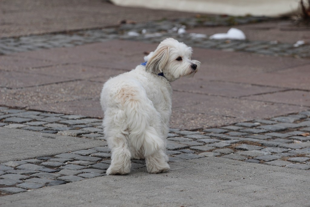 Klikom po Čakovcu (26.1.2019.)
