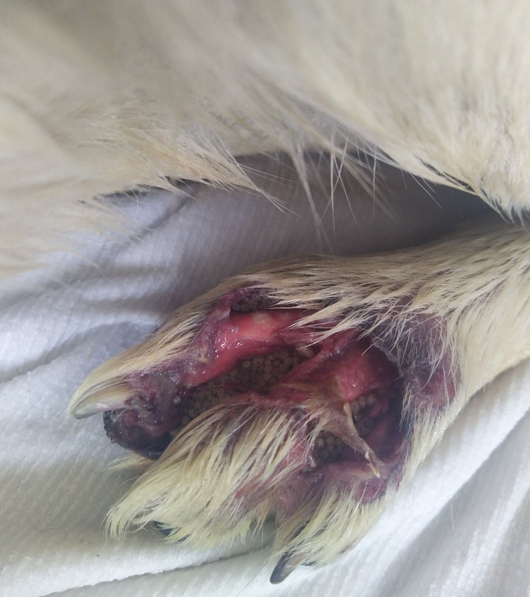 UZNEMIRUJUĆE FOTOGRAFIJE ‘Dokle će trajati patnja pasa u romskim naseljima Međimurja?’