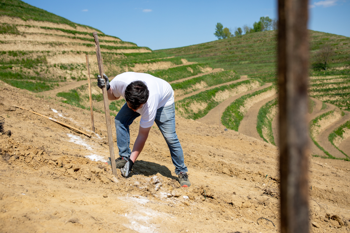 Vinarija Štampar na Mađerkinom bregu zasadila 14 tisuća čokota Pušipela