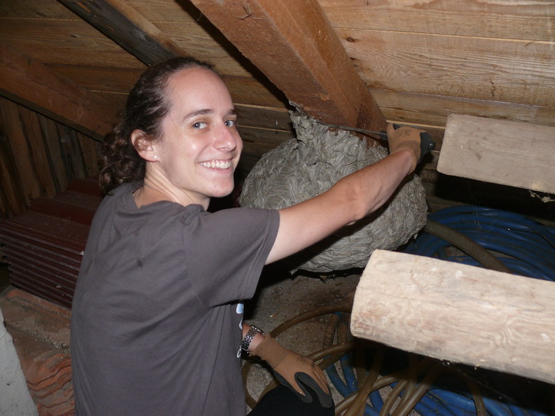 PRIČA IZ VUČETINCA Ogromno stršljenovo gnijezdo više ne prijeti obitelji Blanke Janušić Klaić!