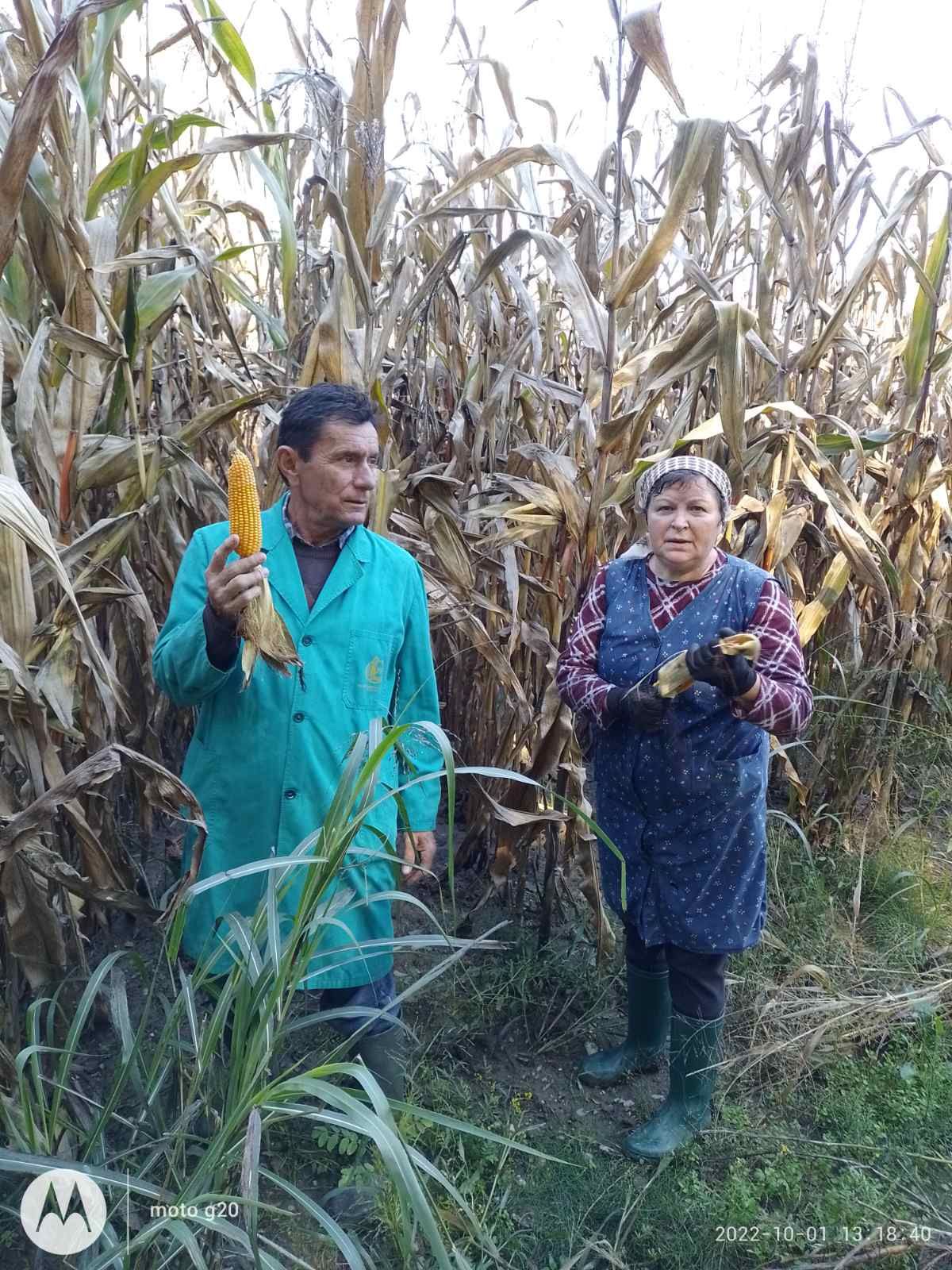 Branje kukuruza u Domašincu