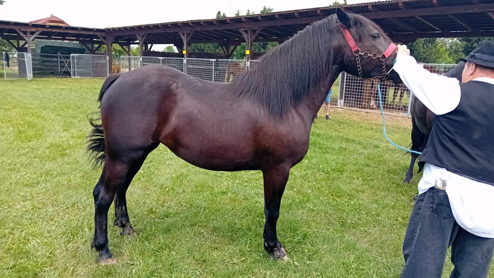 PREKRASNI SU Izložba međimurskog konja u Nedelišću