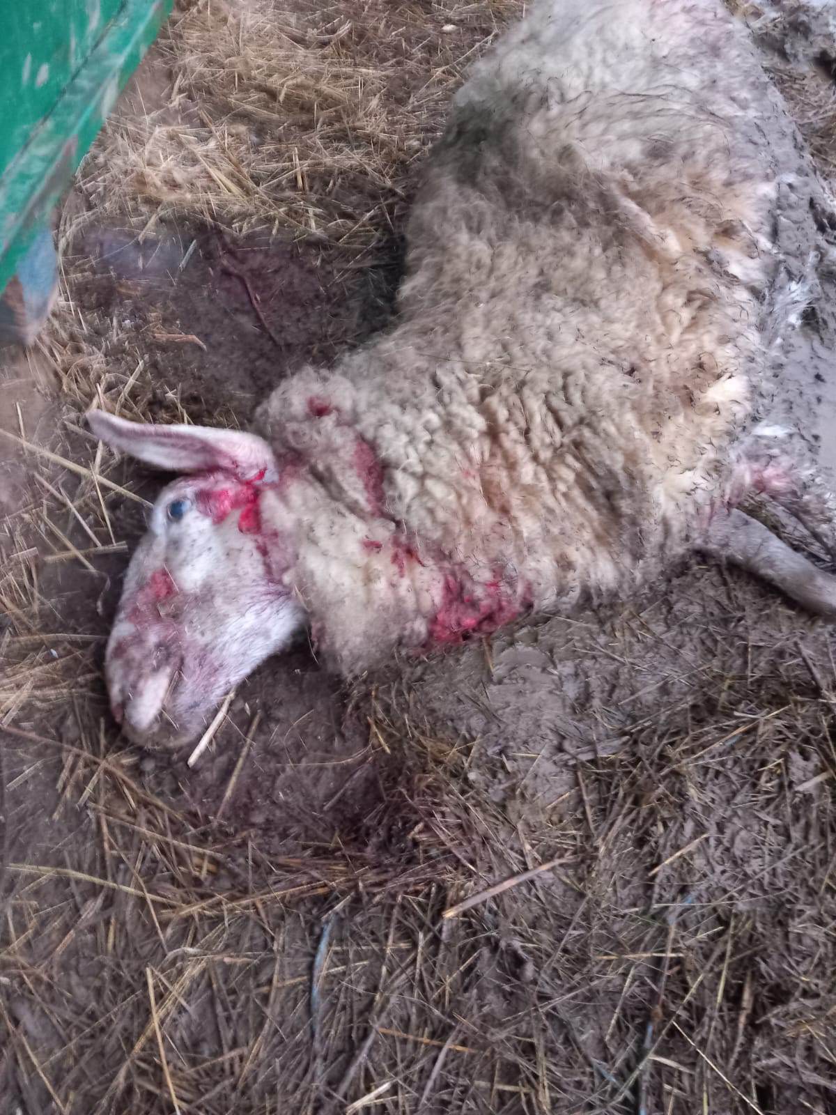 Čopor pasa lutalica poklao ovce i zečeve