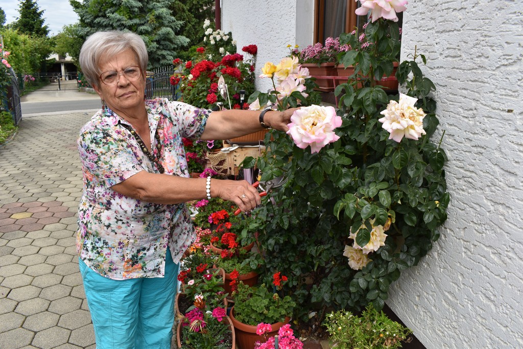U RASKOŠNOM CVJETNJAKU ANE ŠAFARIĆ Miljenica mi je Ingrid Bergman