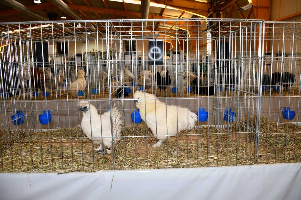 IZLOŽBA MALIH ŽIVOTINJA Izloženo preko tisuću malih životinja vrhunskih uzgajivača iz Hrvatske, ali i šire IZLOŽBA MALIH ŽIVOTINJA Izloženo preko tisuću malih životinja vrhunskih uzgajivača iz Hrvatske, ali i šire