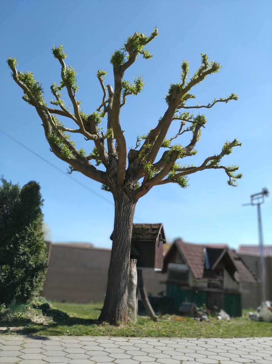 Dvorište Maje Mlakar