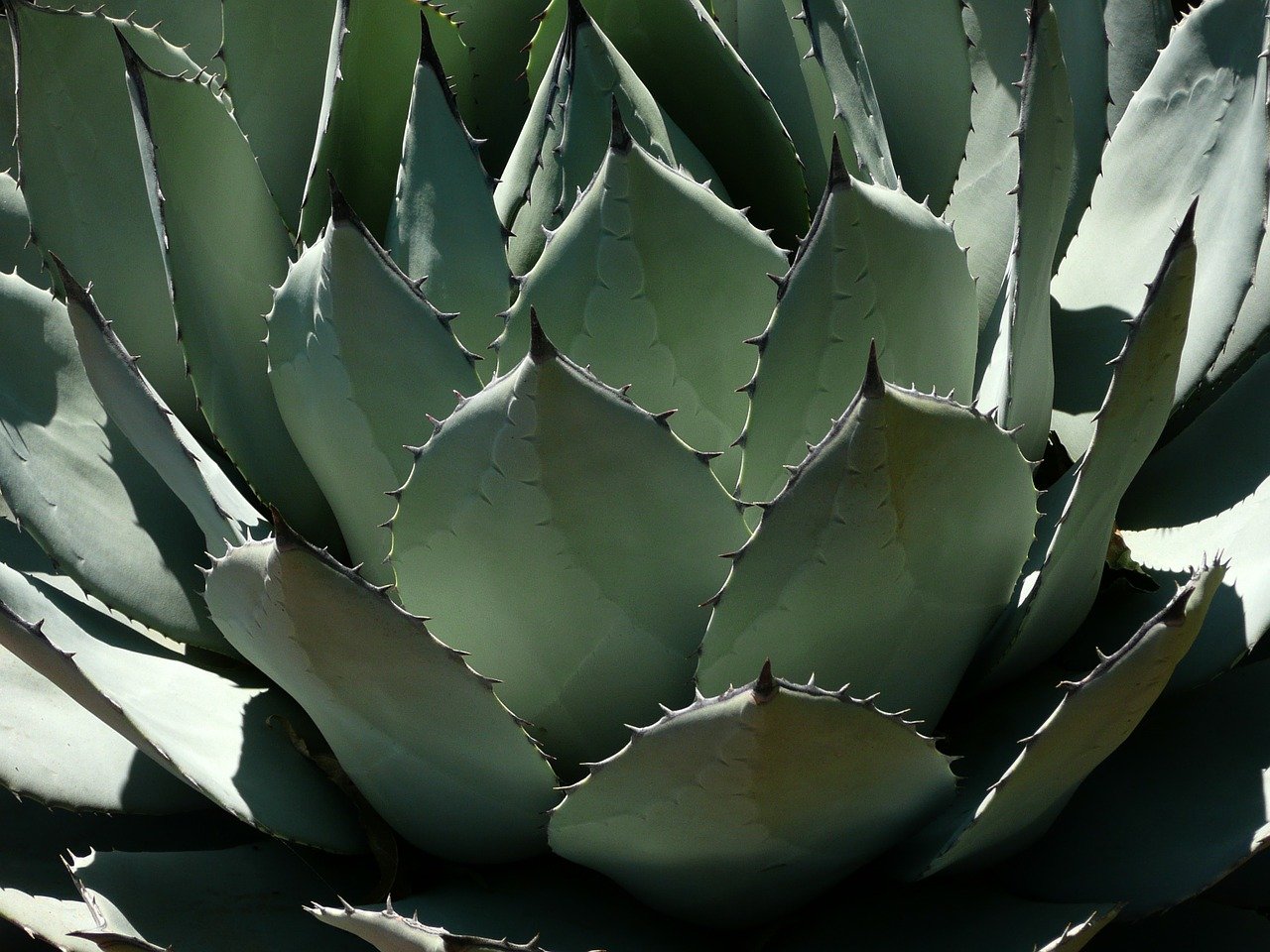Sirup od agave jedna je od 'zdravih' alternativa eeru, no je li uistinu  toliko zdrav? - eMedjimurje.hr
