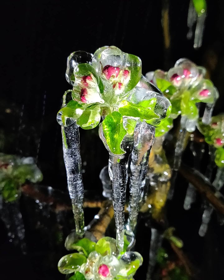 Međimurski voćar Marko Kudec protiv mraza se bori orošavanjem