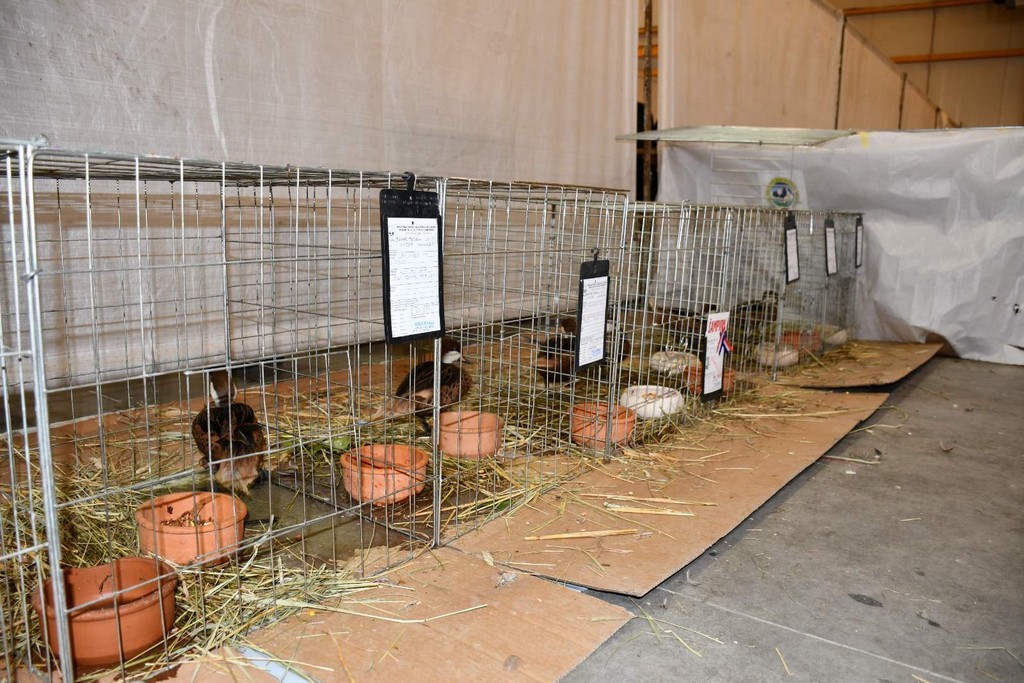 IZLOŽBA MALIH ŽIVOTINJA Izloženo preko tisuću malih životinja vrhunskih uzgajivača iz Hrvatske, ali i šire IZLOŽBA MALIH ŽIVOTINJA Izloženo preko tisuću malih životinja vrhunskih uzgajivača iz Hrvatske, ali i šire