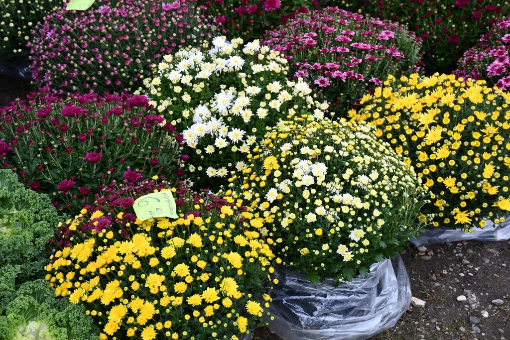 FOTO S dolaskom hladnijih dana povećan interes za kupnju drva za ogrjev