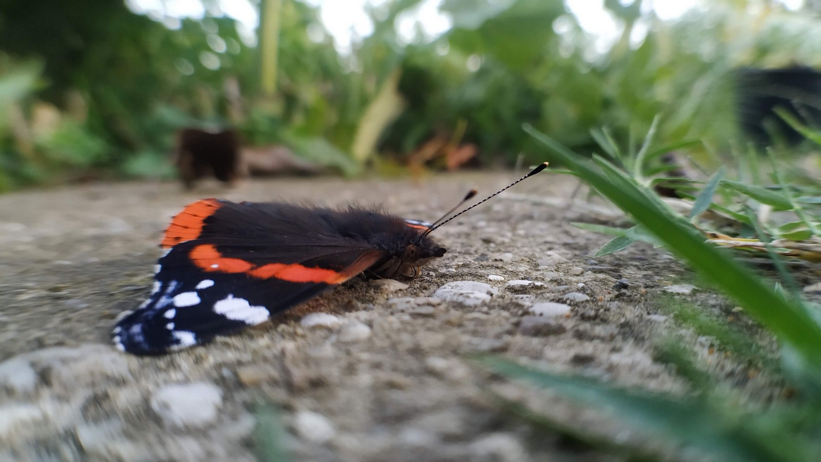 Dvorište Maje Mlakar