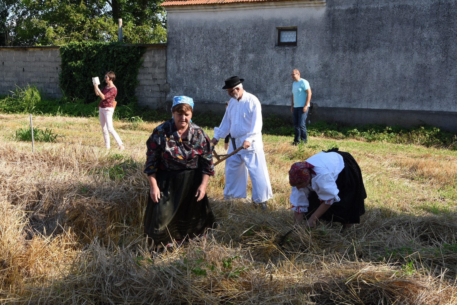 Mamičina žetva u Pušćinama