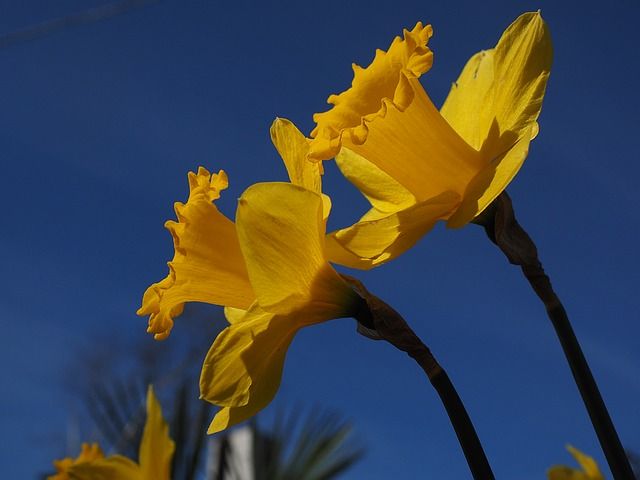 daffodils10779986401231347