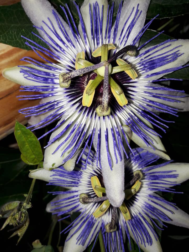 Dvorište obitelji Cenko