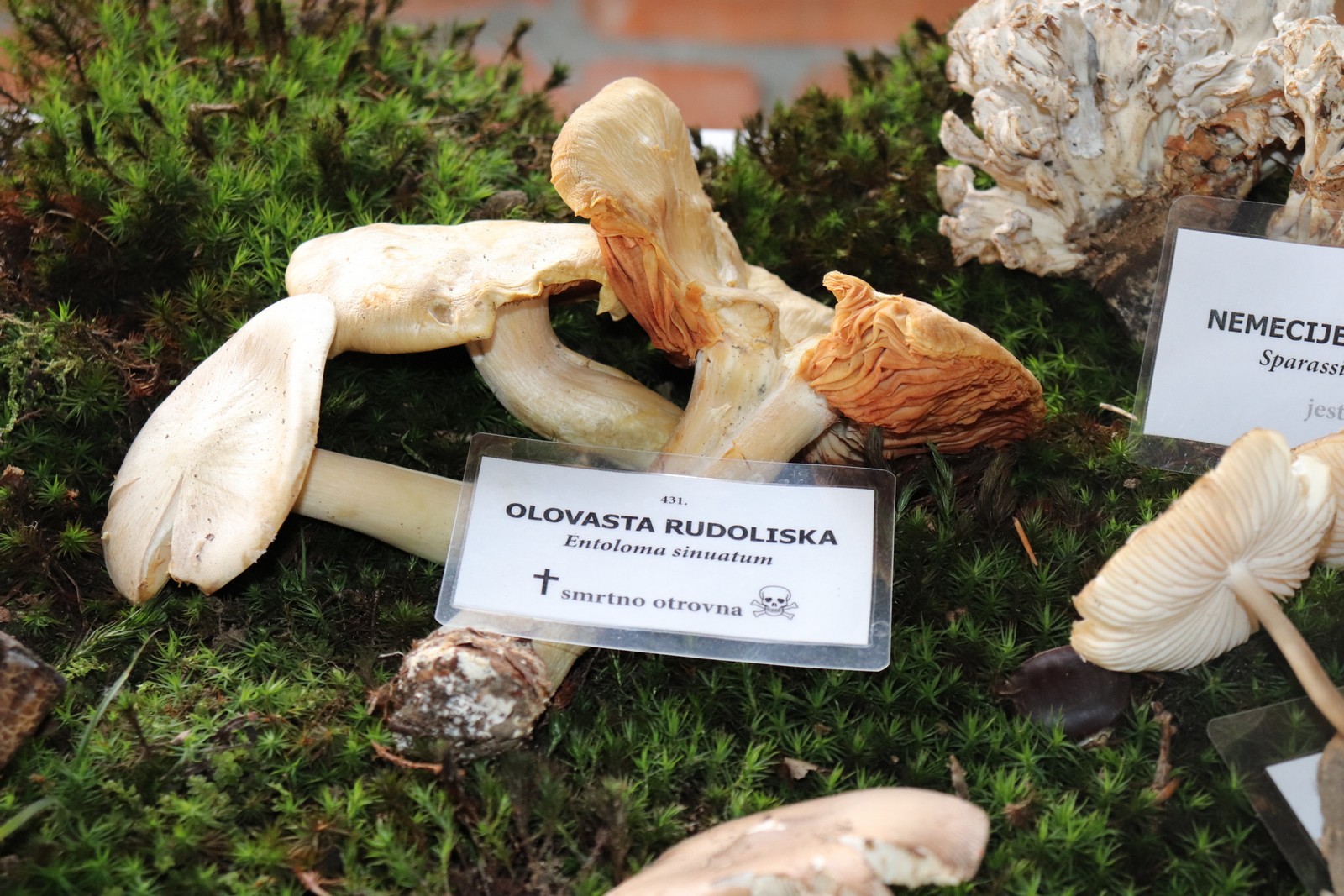 U Goričanu održana Gljivarijada