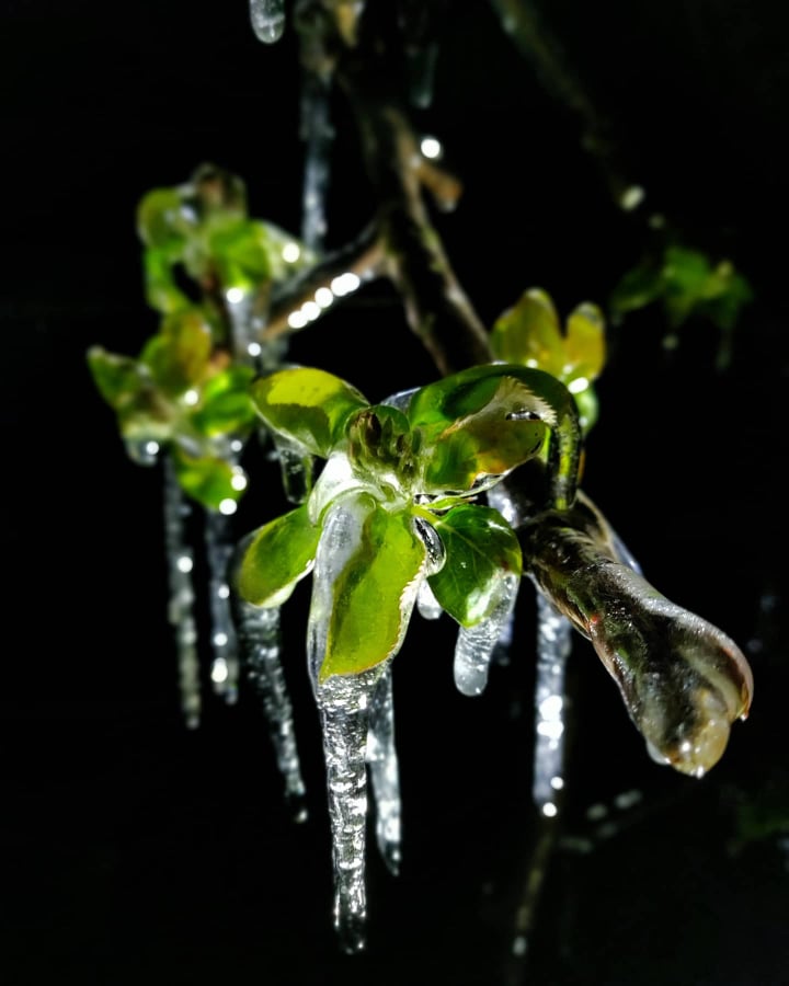 Međimurski voćar Marko Kudec protiv mraza se bori orošavanjem