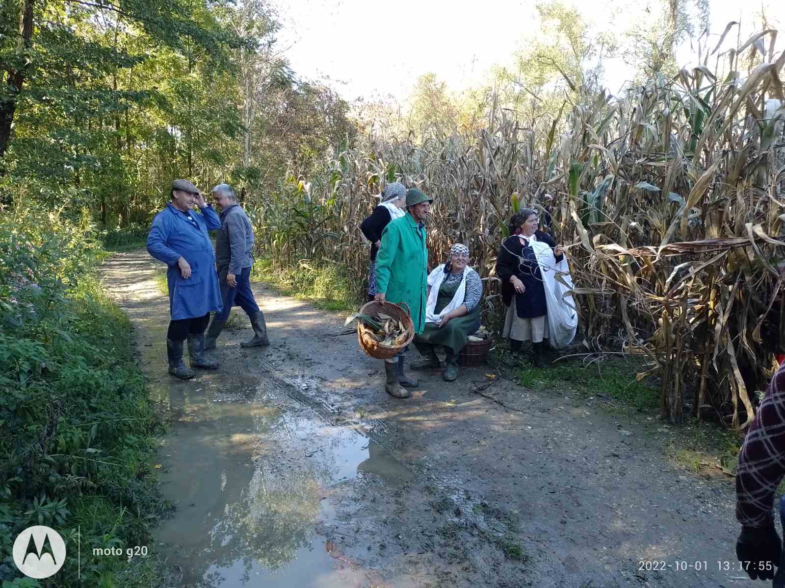 Branje kukuruza u Domašincu