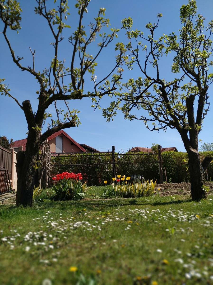 Dvorište Maje Mlakar