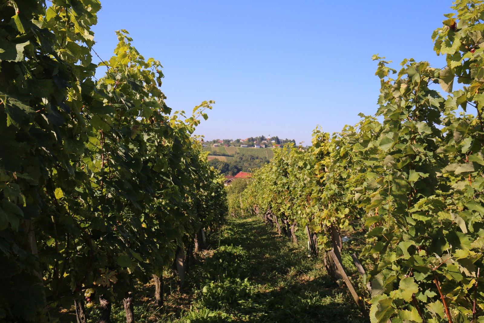 ‘Radio gorice za Katružu’: Tradicionalna humana berba po međimurskim bregima