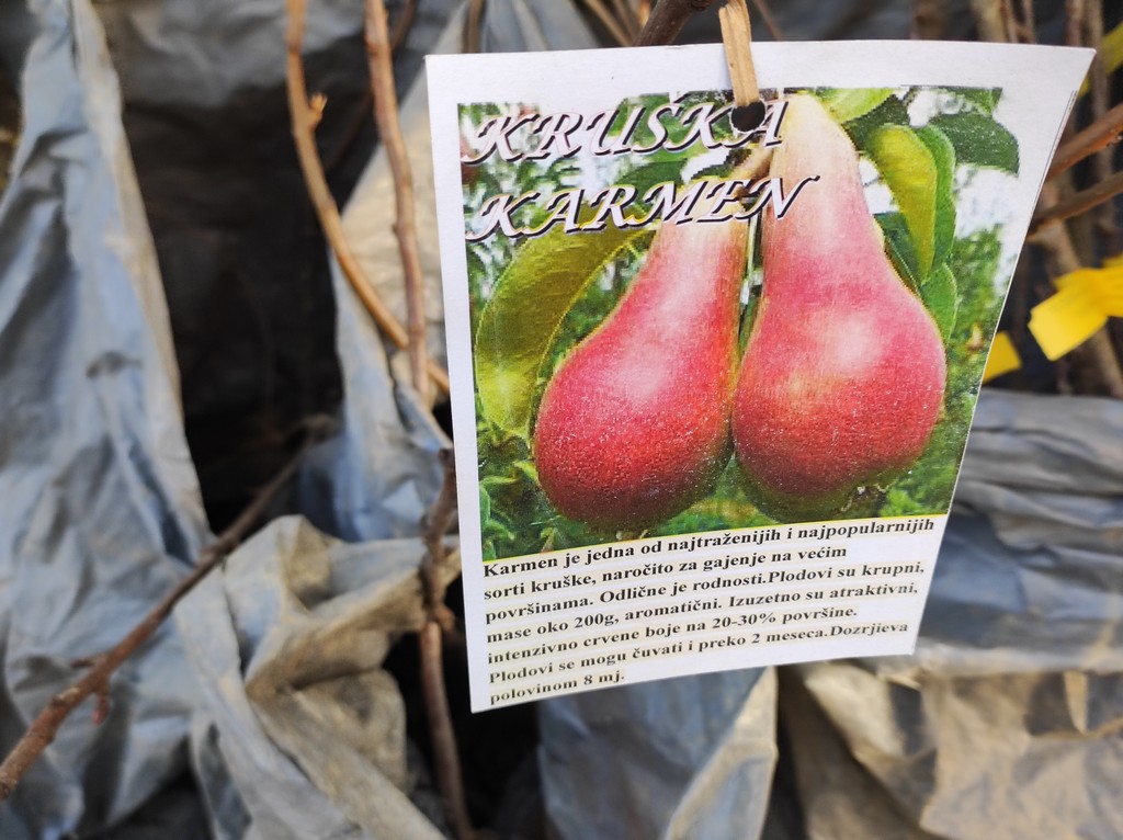 SAJAM SRIJEDOM Jeste li već probali meksički krastavac ili čajot?