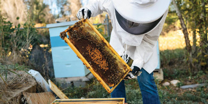 pcelepcelinjakpcelar955694 pcelepcelinjakpcelar955694