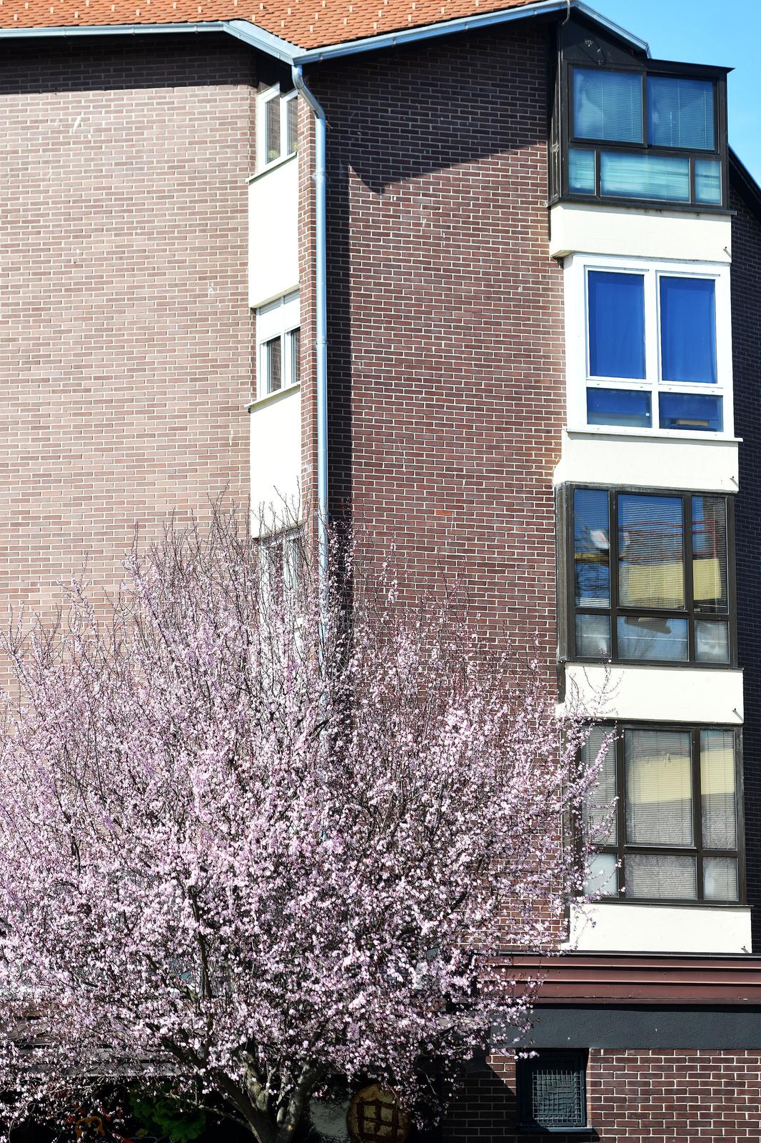 Japanske trešnje u Čakovcu