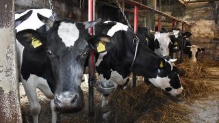 Antun Vidović, Šenkovec, krave