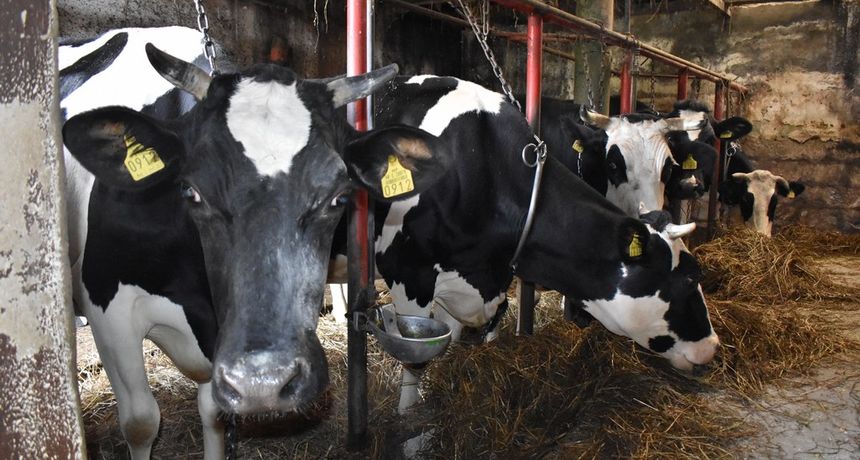 Antun Vidović, Šenkovec, krave