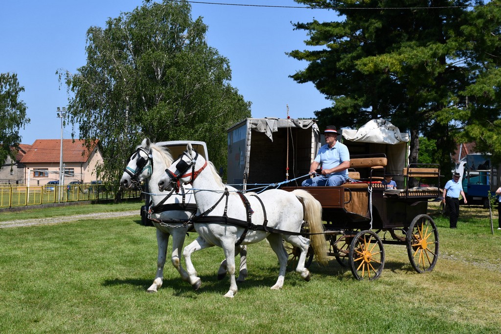 VIDEO I FOTO Međunarodno konjičko druženje okupilo brojne uzgajivače konja iz SZ Hrvatske te Slovenije i Austrije
