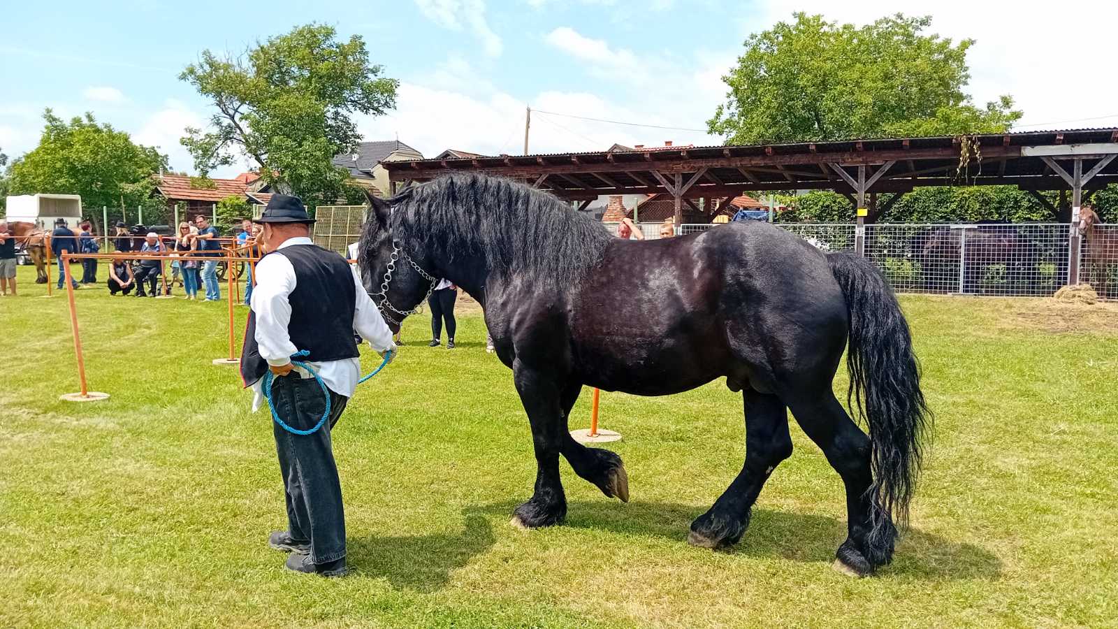 PREKRASNI SU Izložba međimurskog konja u Nedelišću