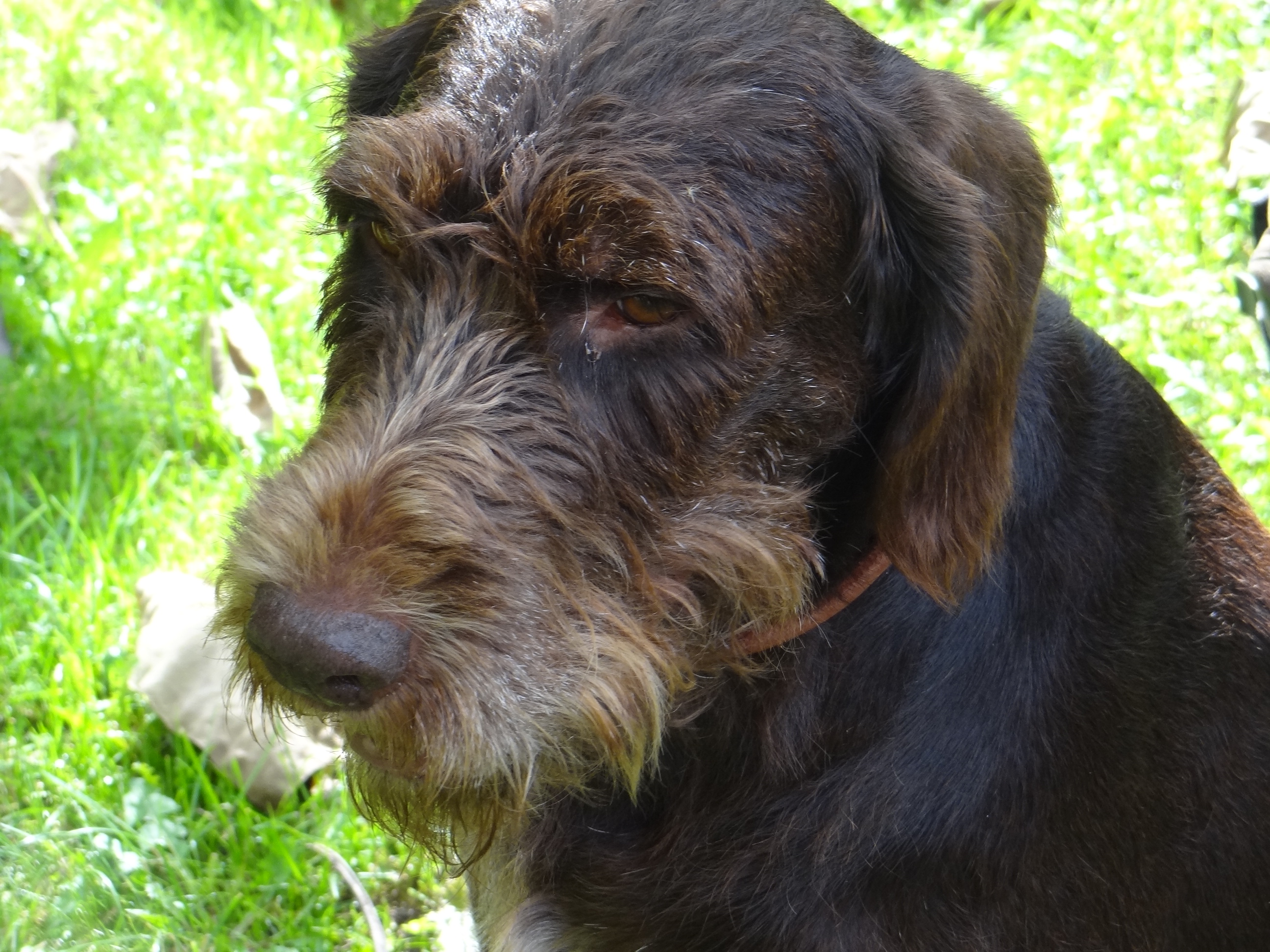 Sedmi lovno kinološki kup ‘Sveti Hubert’ održan je u Hodošanu