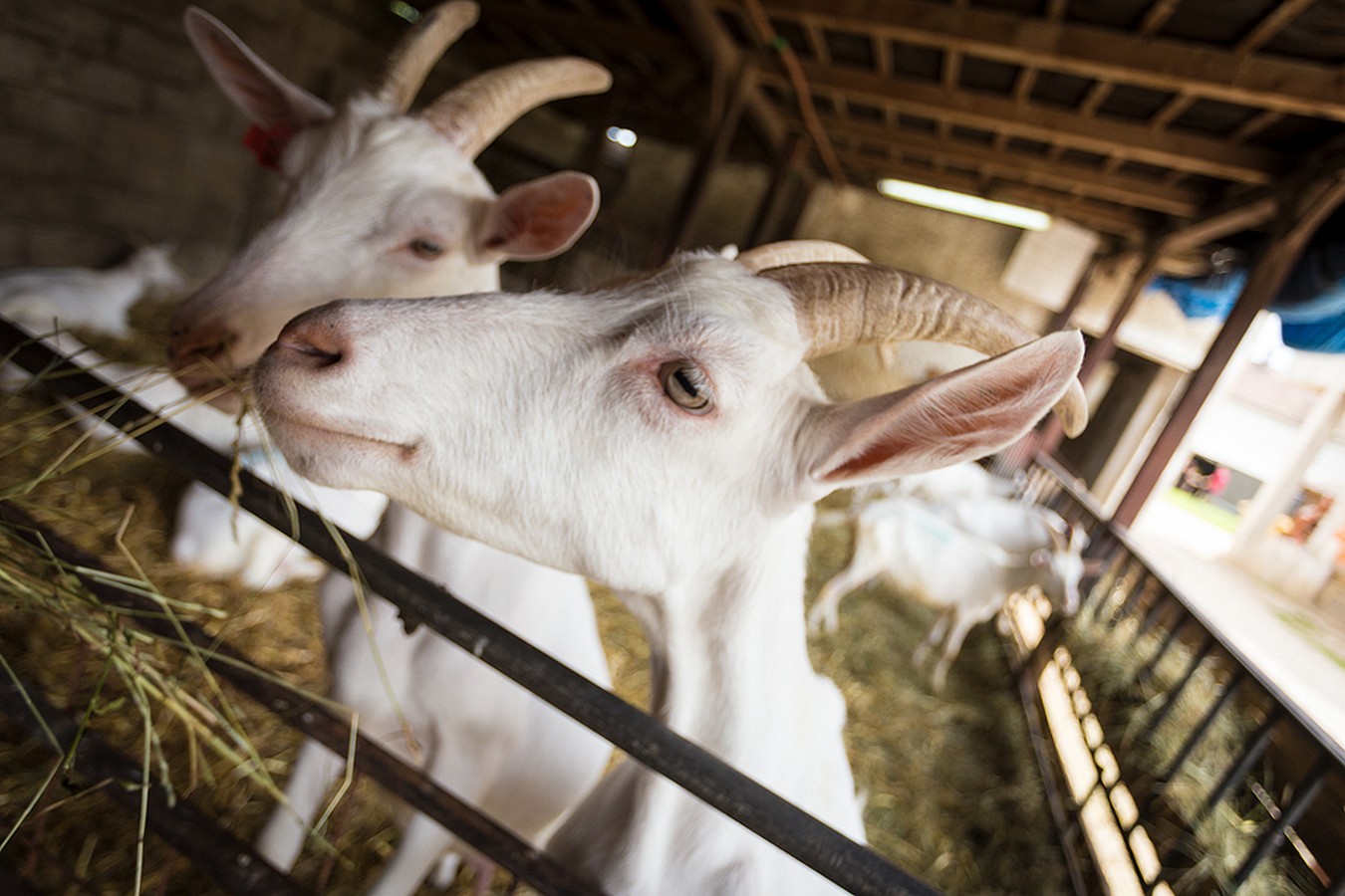 Dan otvorenih vrata OPG-a Zadravec u Oporovcu
