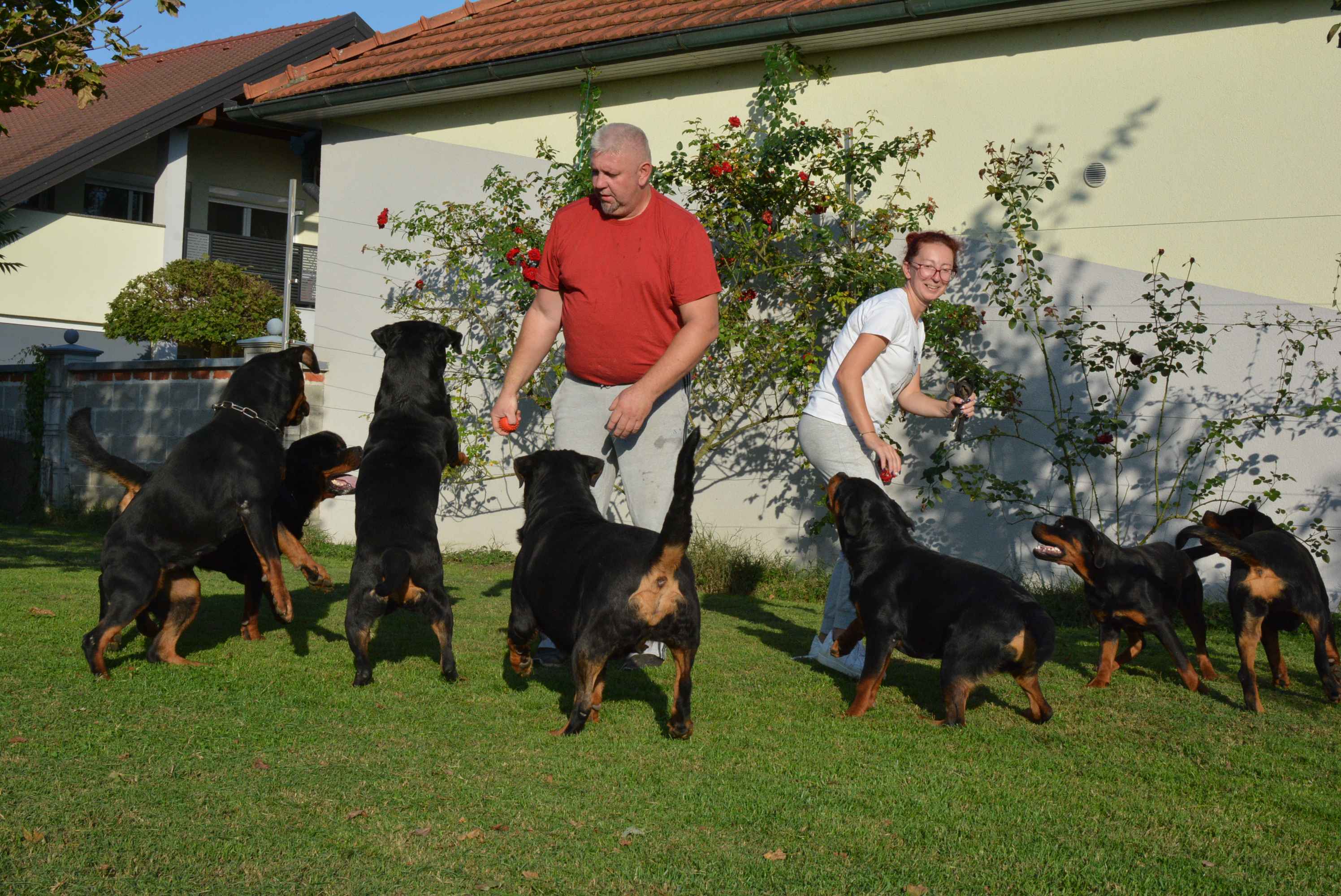 OBITELJ MIKAC IZ MIHOVLJANA Od 2014. godine imaju profinjenu uzgajivačnicu Rottweilera – ‘psi su naša najveća ljubav’ OBITELJ MIKAC IZ MIHOVLJANA Od 2014. godine imaju profinjenu uzgajivačnicu Rottweilera – ‘psi su naša najveća ljubav’
