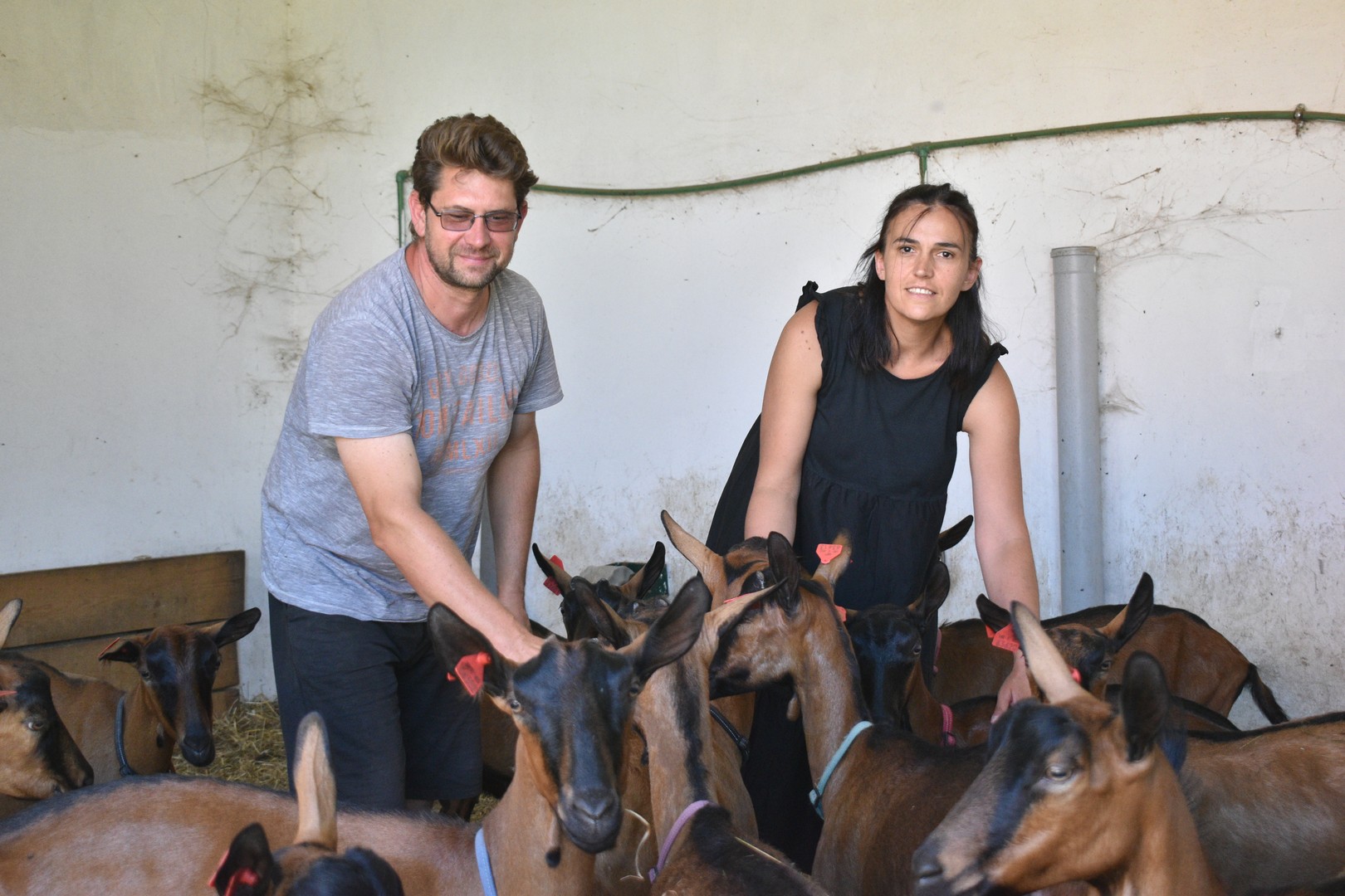 PRESELILI SE U DONJI KRALJEVEC Iz Zagreba u Međimurje – uzgajati koze!