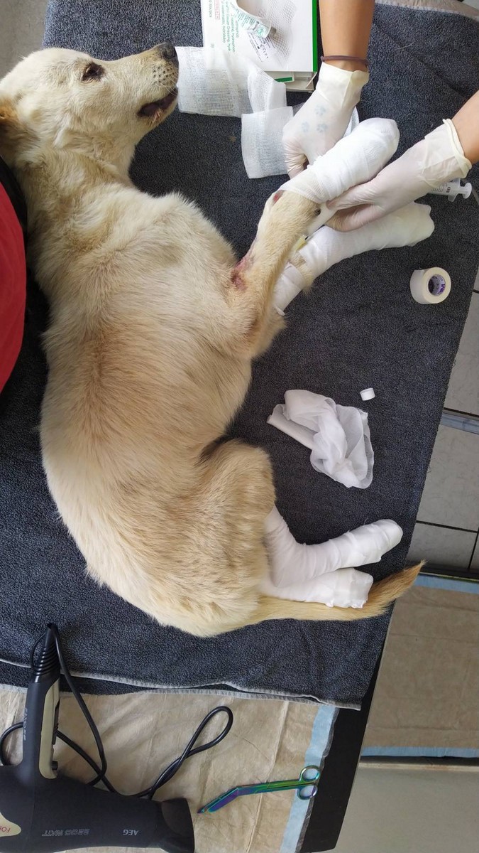 UZNEMIRUJUĆE FOTOGRAFIJE ‘Dokle će trajati patnja pasa u romskim naseljima Međimurja?’