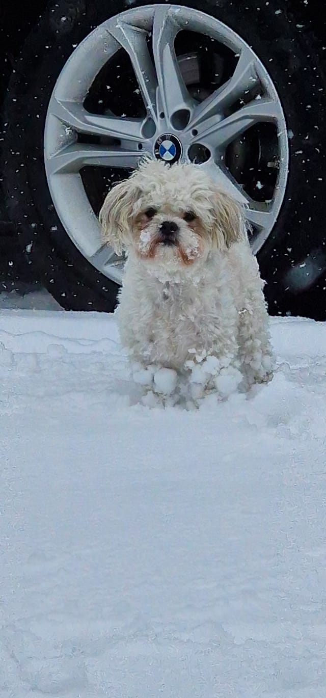 Kućni ljubimci vole snijeg