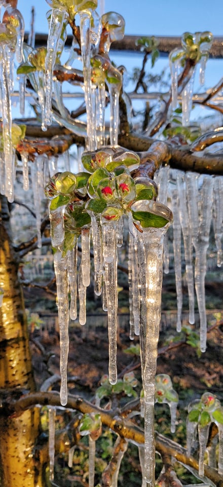 Međimurski voćar Marko Kudec protiv mraza se bori orošavanjem