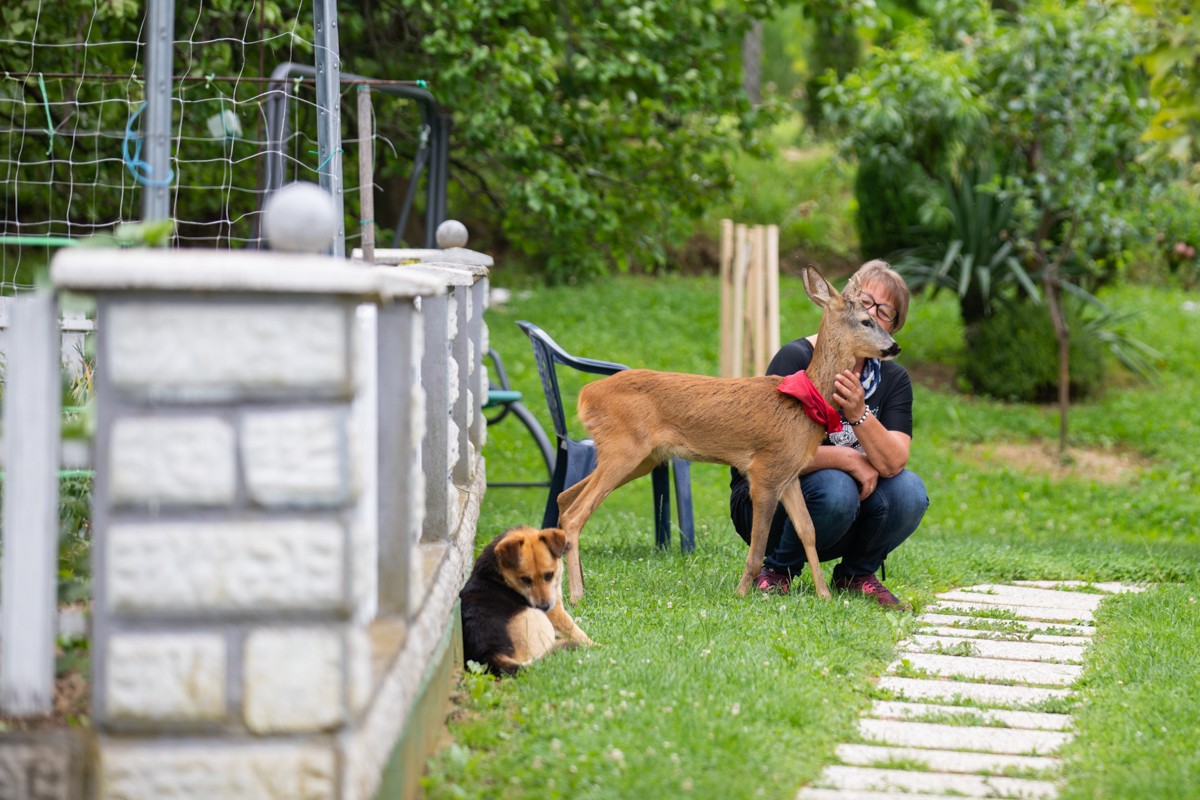 DIRLJIVA PRIČA Ivanka je prošle godine spasila polumrtvo lane. Danas je ono sretno u njezinom dvorištu