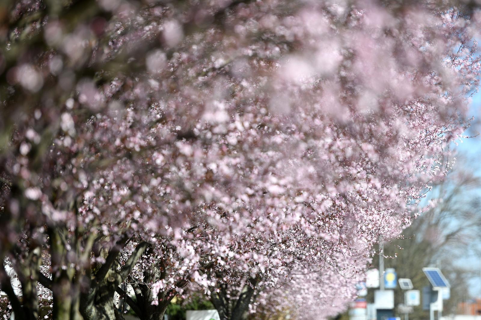 Japanske trešnje u Čakovcu