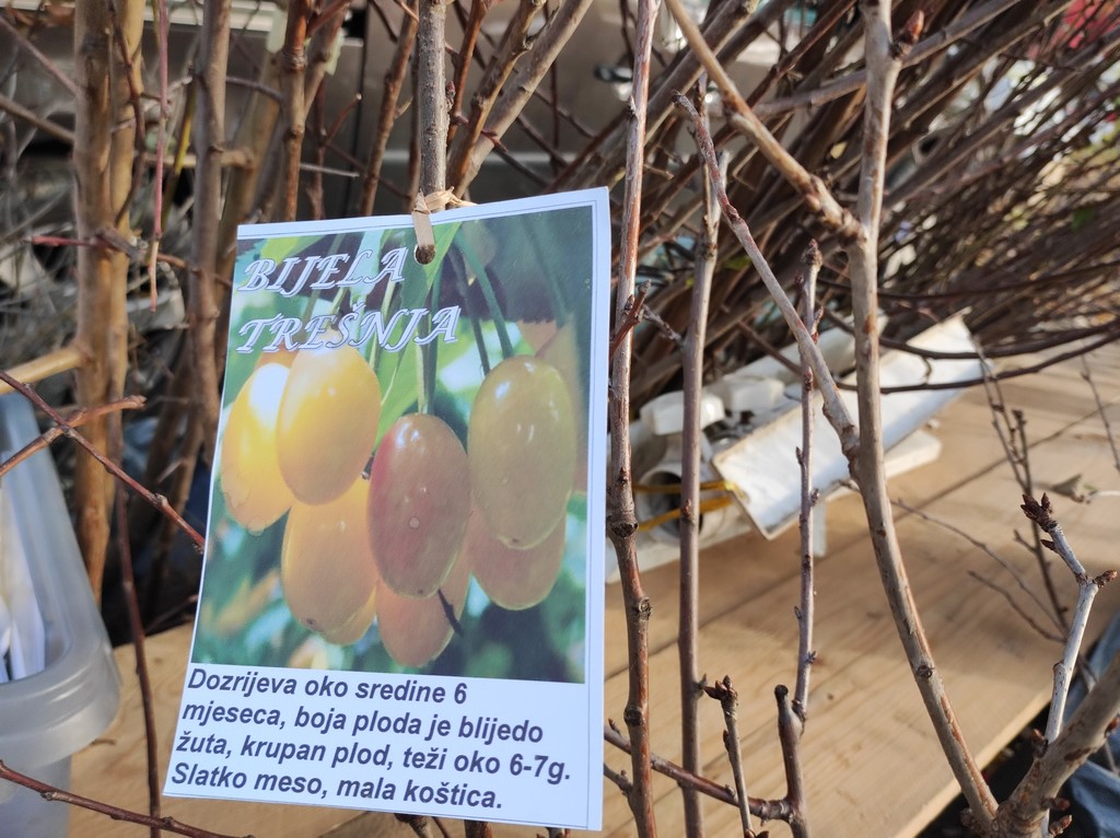 SAJAM SRIJEDOM Jeste li već probali meksički krastavac ili čajot?