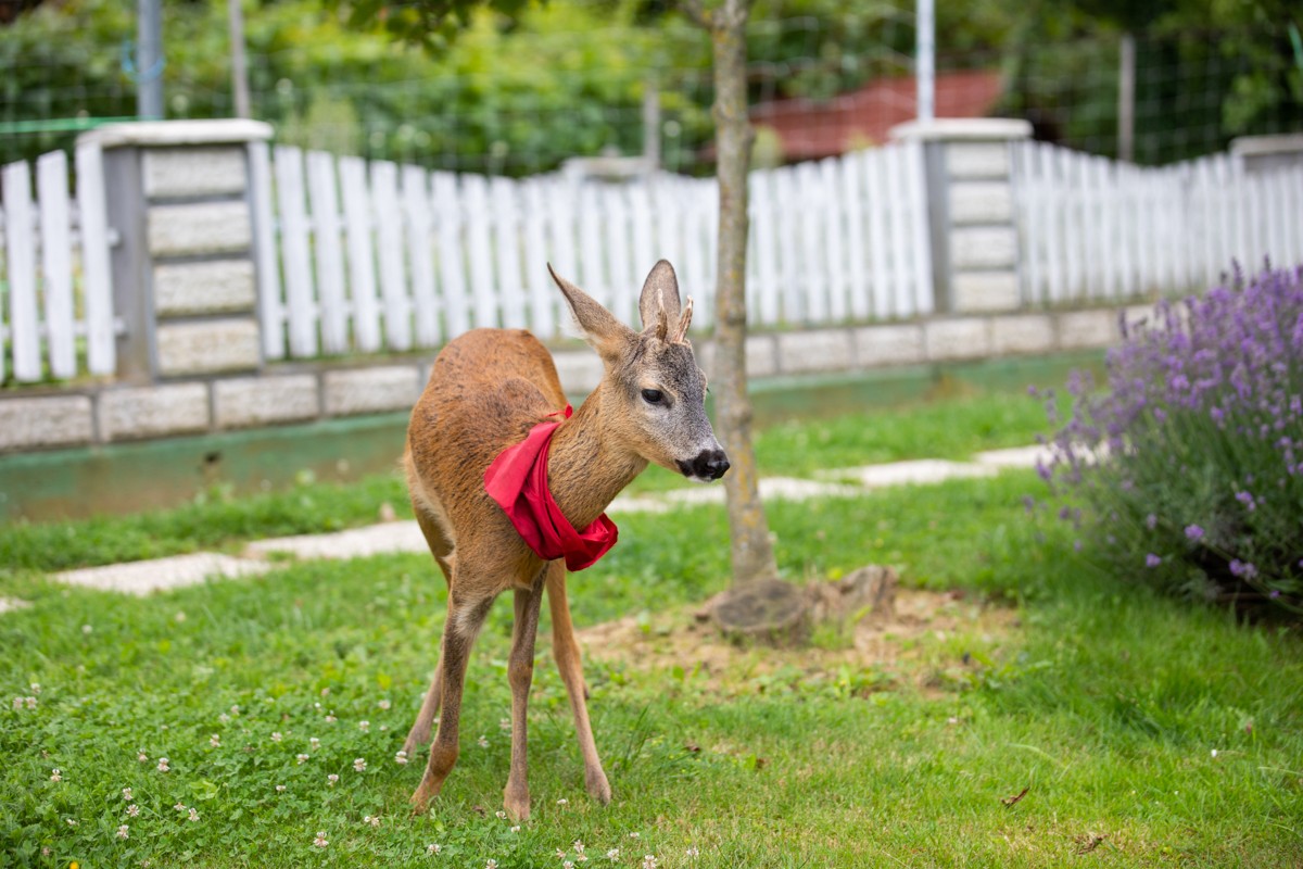 DIRLJIVA PRIČA Ivanka je prošle godine spasila polumrtvo lane. Danas je ono sretno u njezinom dvorištu