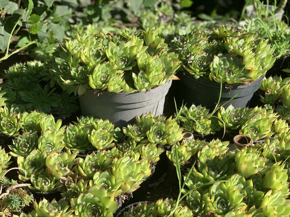 UKRAS MEĐIMURJA Čiji vrt je najljepši? Dodijeljena priznanja, evo tko je bio najkreativniji