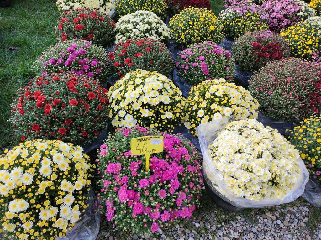 Čakovečki sajam srijedom (5.10.2022.)