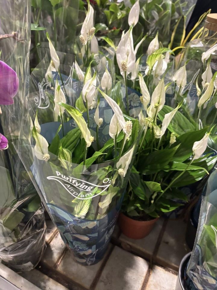 ARANŽERSKI KUTAK Učenici Gospodarske škole Čakovec uredili zeleni zid za Dan škole (5) ARANŽERSKI KUTAK Učenici Gospodarske škole Čakovec uredili zeleni zid za Dan škole (5)