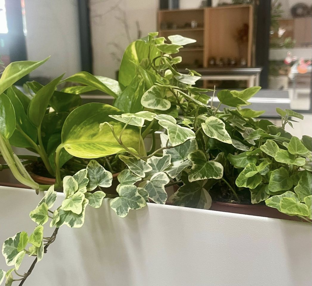 ARANŽERSKI KUTAK Učenici Gospodarske škole Čakovec uredili zeleni zid za Dan škole (9) ARANŽERSKI KUTAK Učenici Gospodarske škole Čakovec uredili zeleni zid za Dan škole (9)