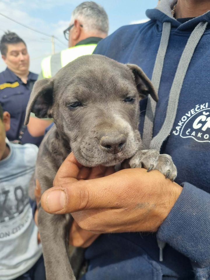 AZIL ČAKOVEC Tučnjava u Pribislavcu nije izbila zbog njihove akcije (1)