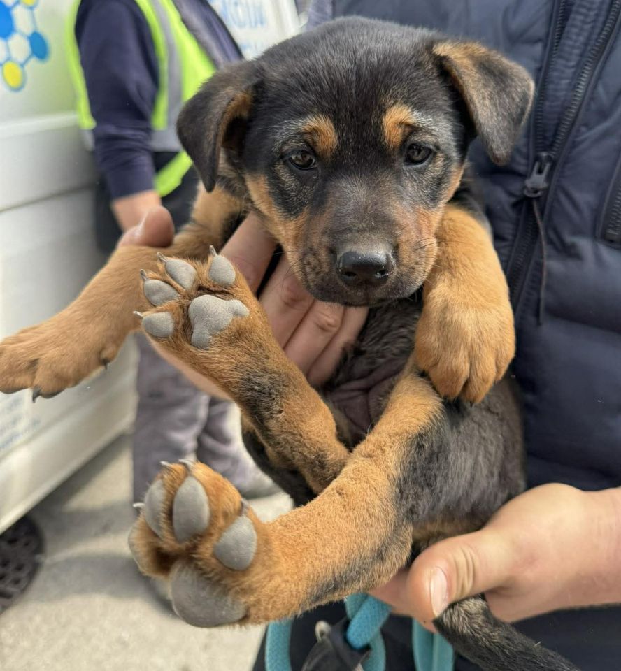 AZIL ČAKOVEC Tučnjava u Pribislavcu nije izbila zbog njihove akcije (10)