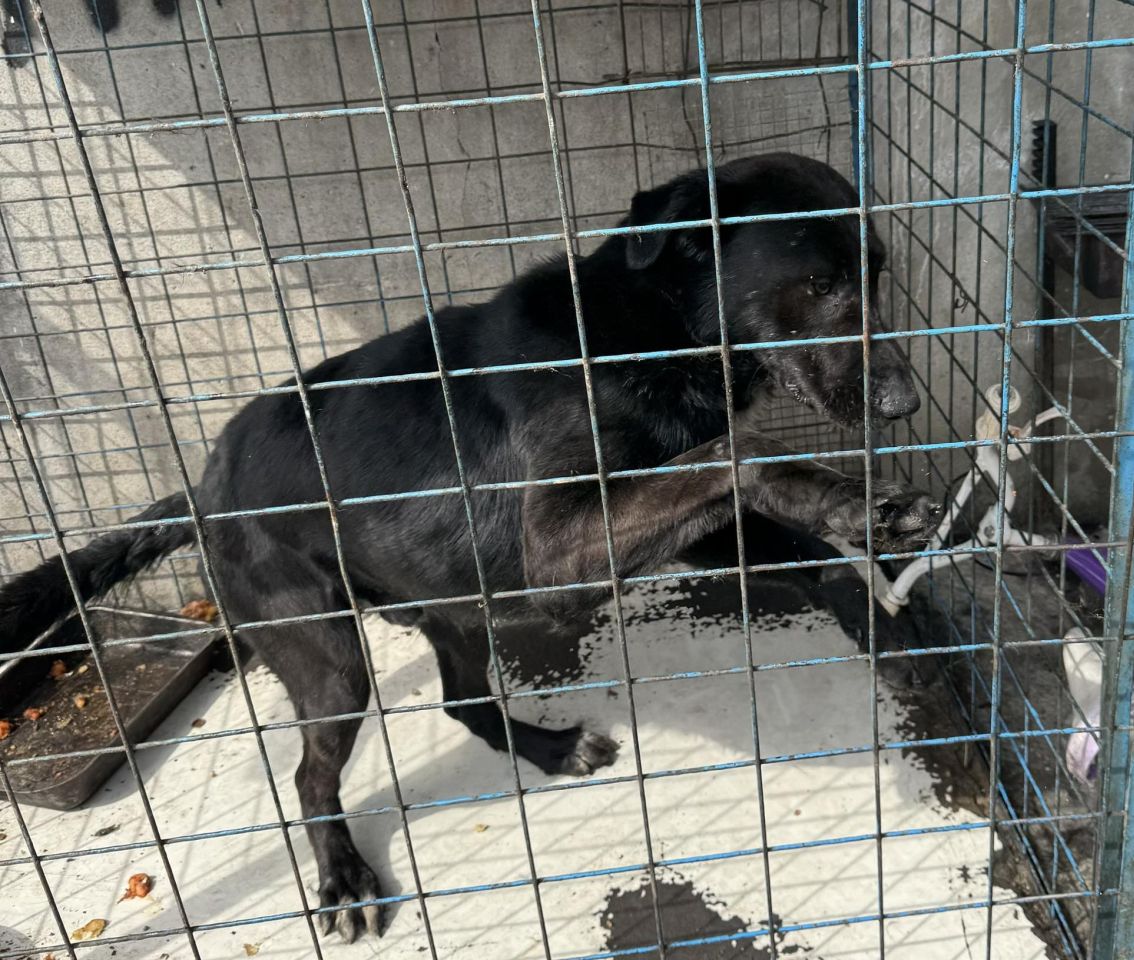 AZIL ČAKOVEC Tučnjava u Pribislavcu nije izbila zbog njihove akcije (12)